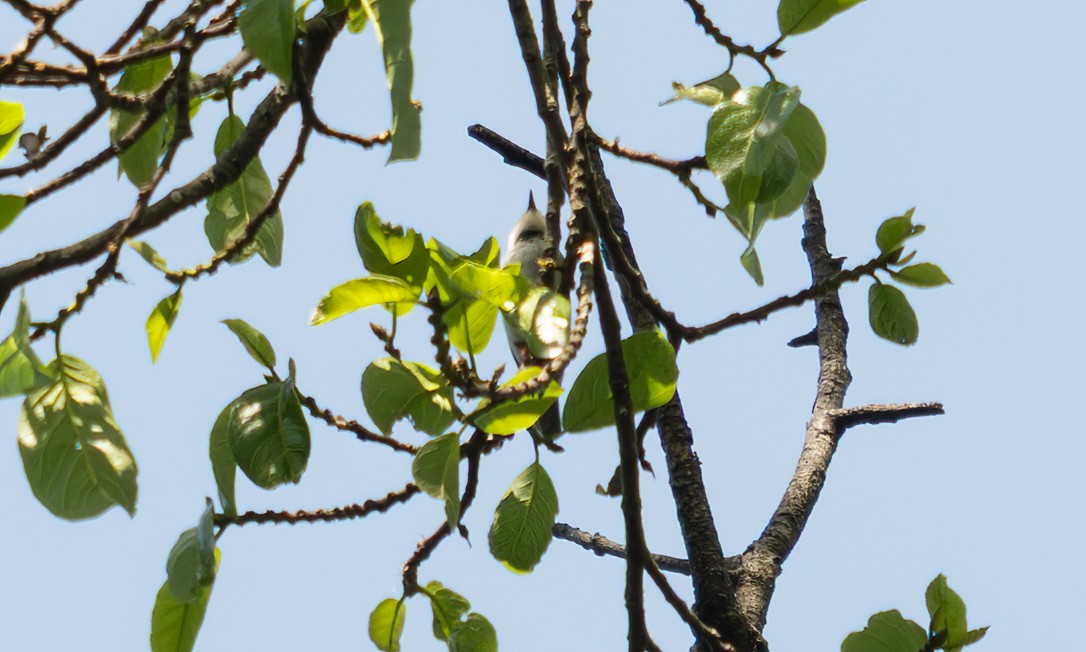 Turner's Eremomela - ML640549331