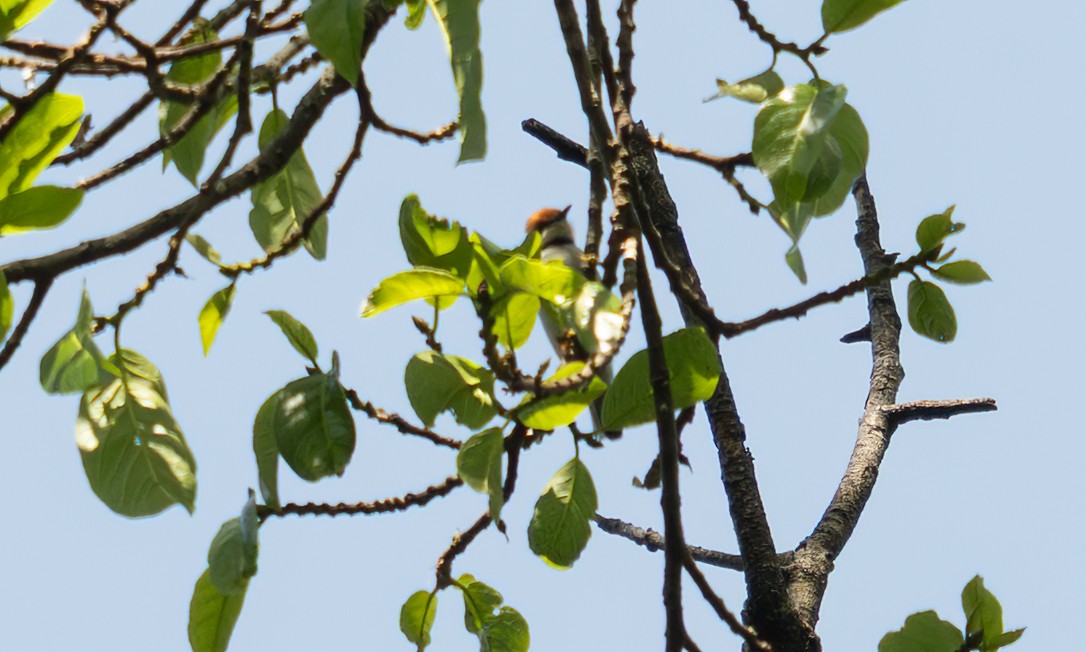 Turner's Eremomela - ML640549332