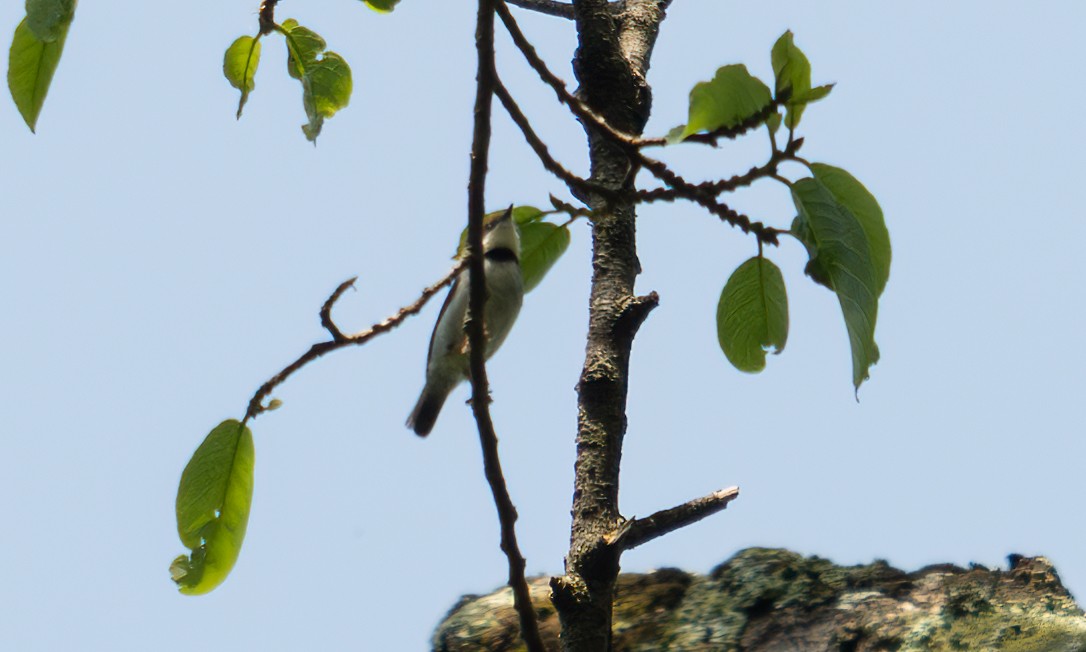 Turner's Eremomela - ML640549333