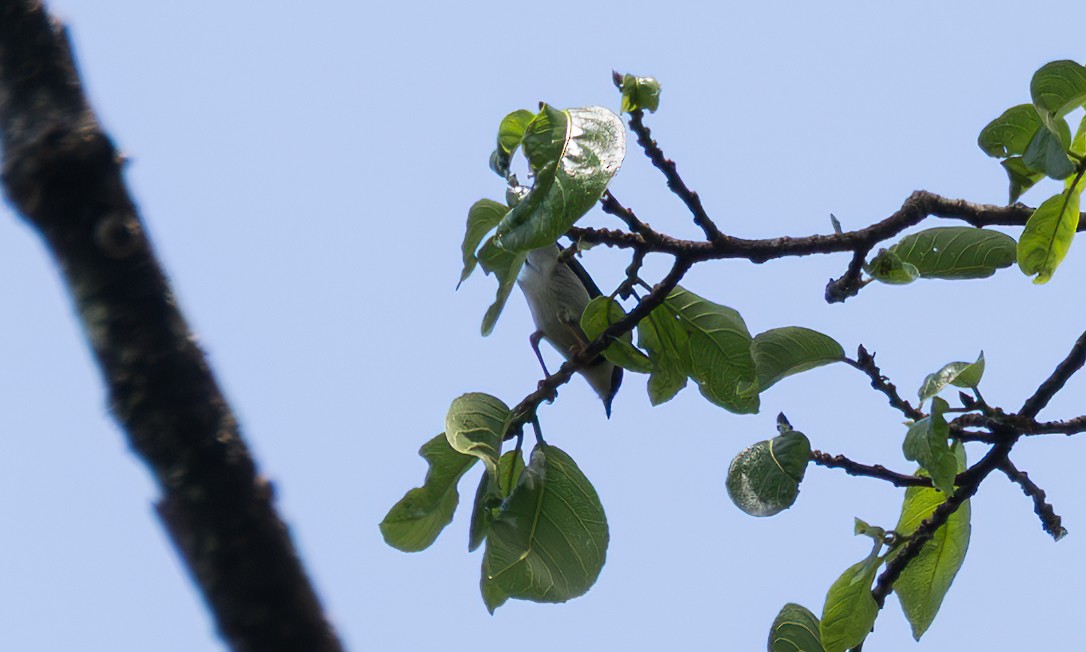 Turner's Eremomela - ML640549334