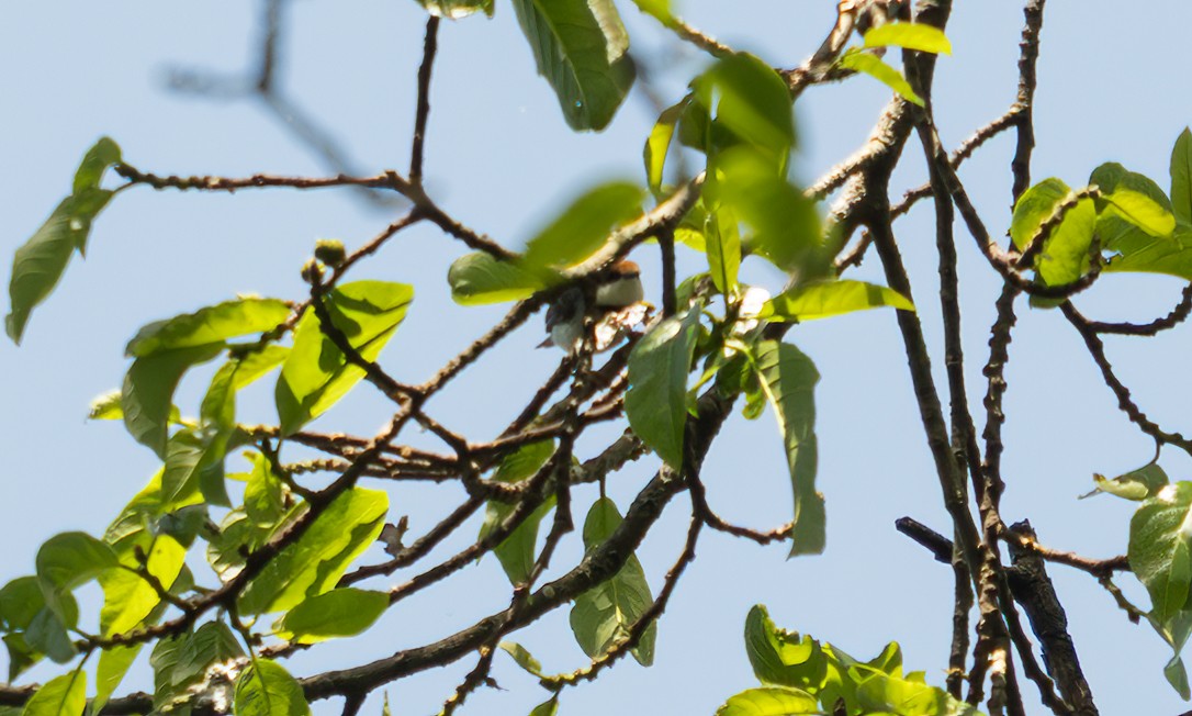 Turner's Eremomela - ML640549335