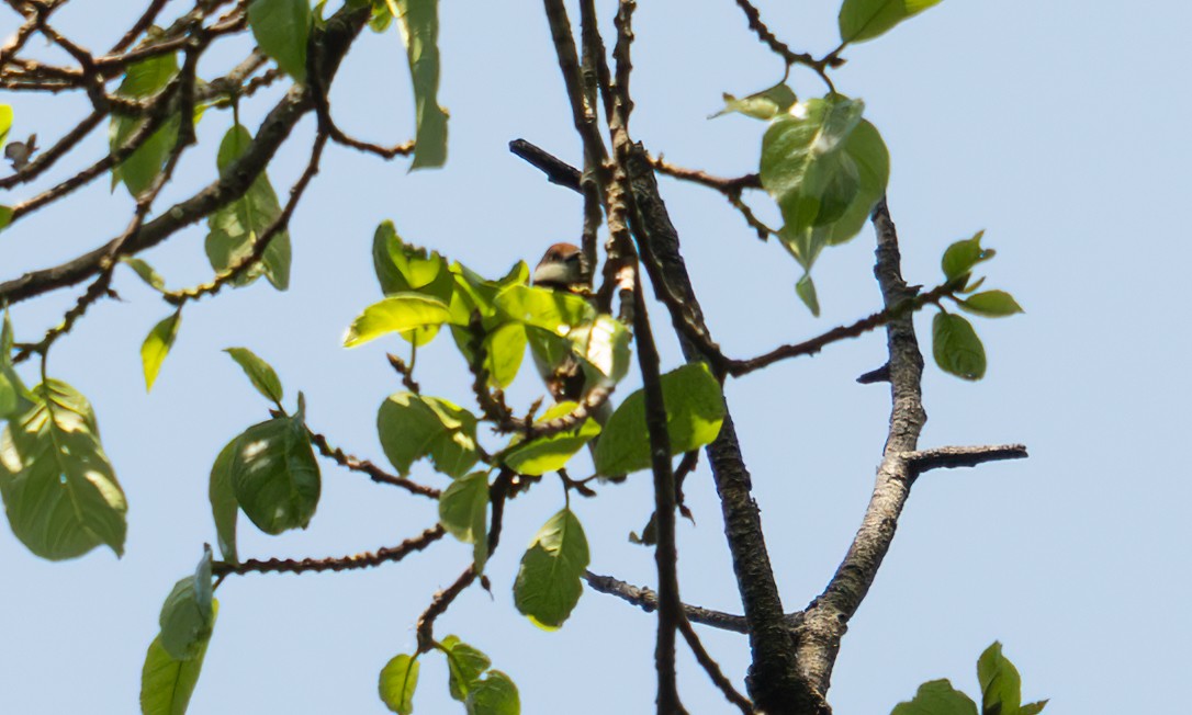 Turner's Eremomela - ML640549336