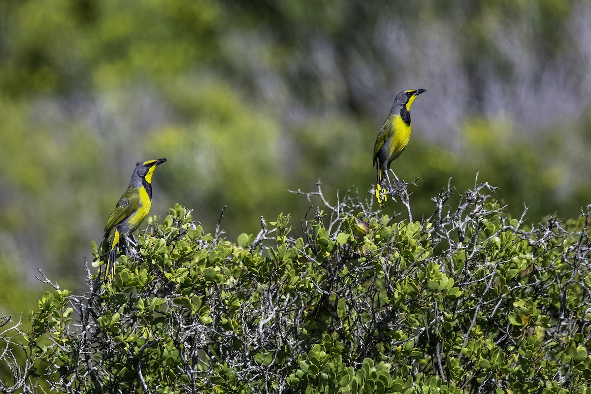 Bokmakierie - ML640549344