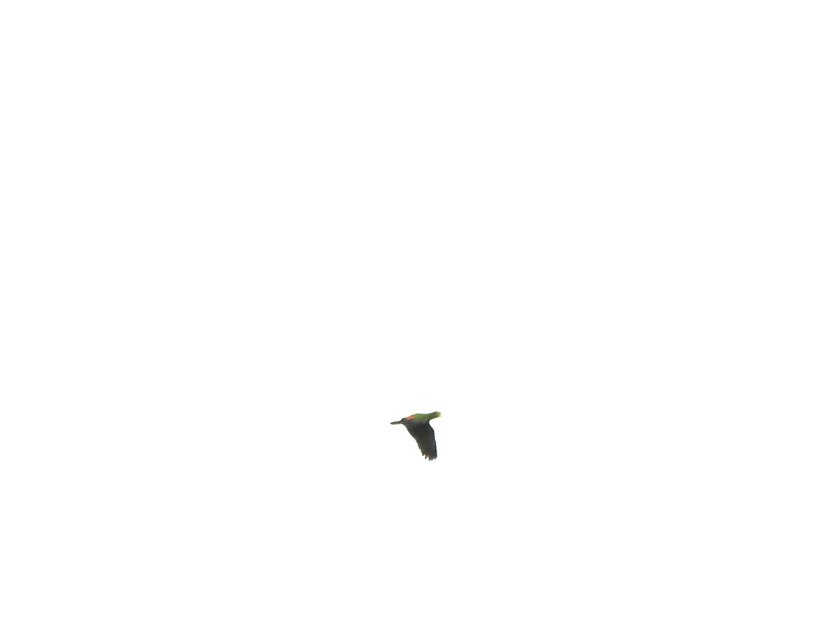 Yellow-crowned Amazon - ML640549346