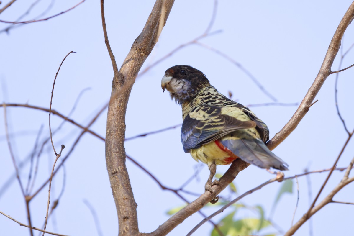 Northern Rosella - ML640549347