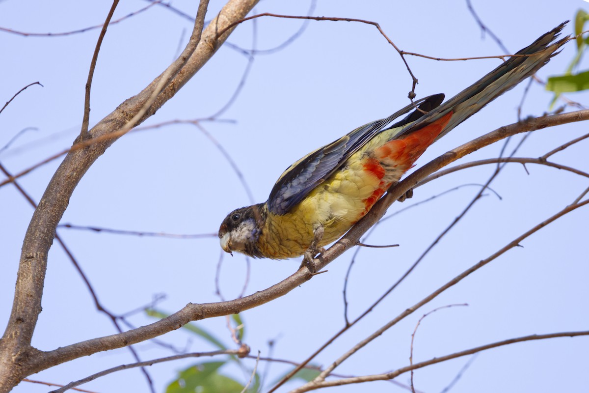 Northern Rosella - ML640549348