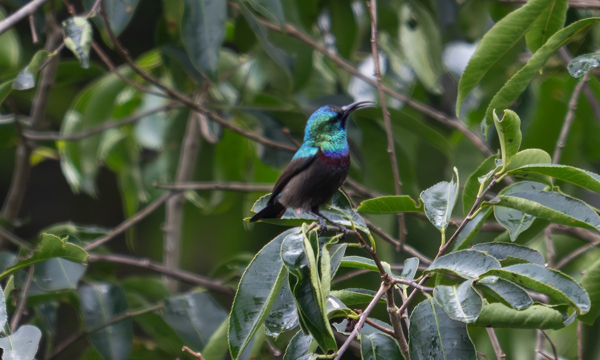 キフサタイヨウチョウ - ML640549368