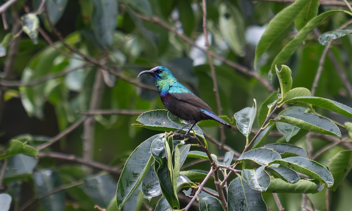 キフサタイヨウチョウ - ML640549369