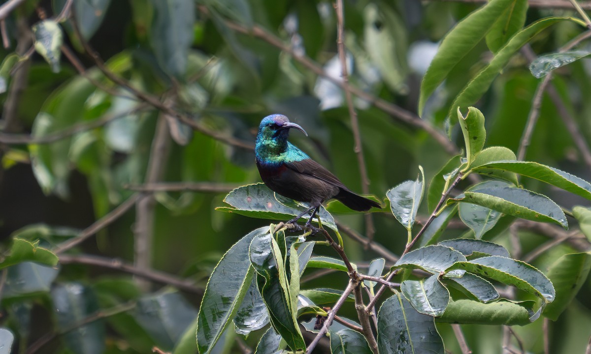 キフサタイヨウチョウ - ML640549370