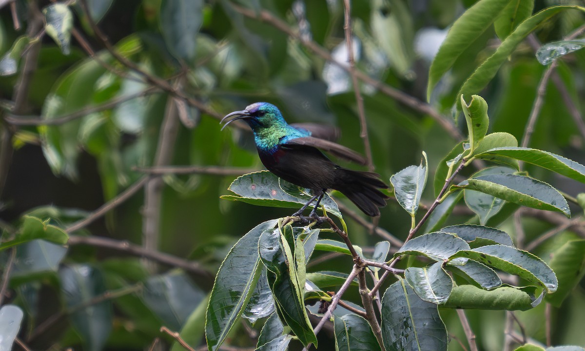 キフサタイヨウチョウ - ML640549371