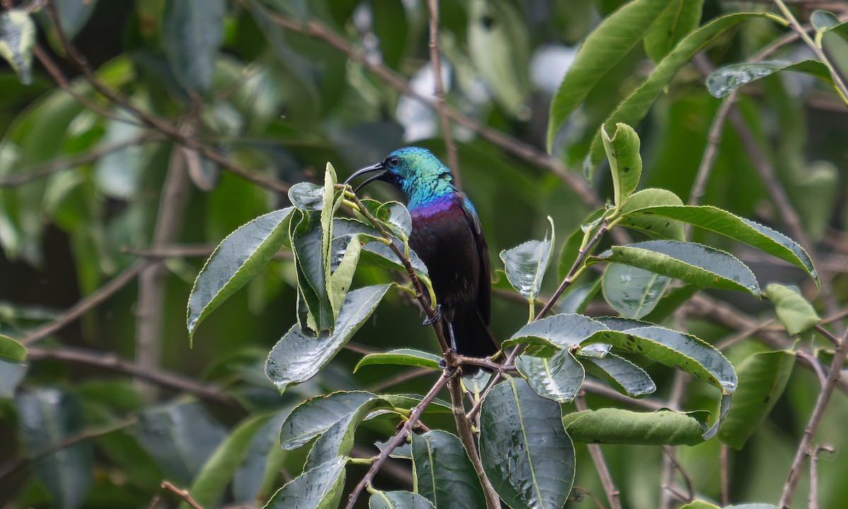 キフサタイヨウチョウ - ML640549372