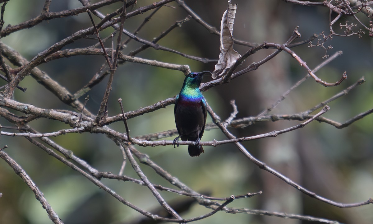 キフサタイヨウチョウ - ML640549373