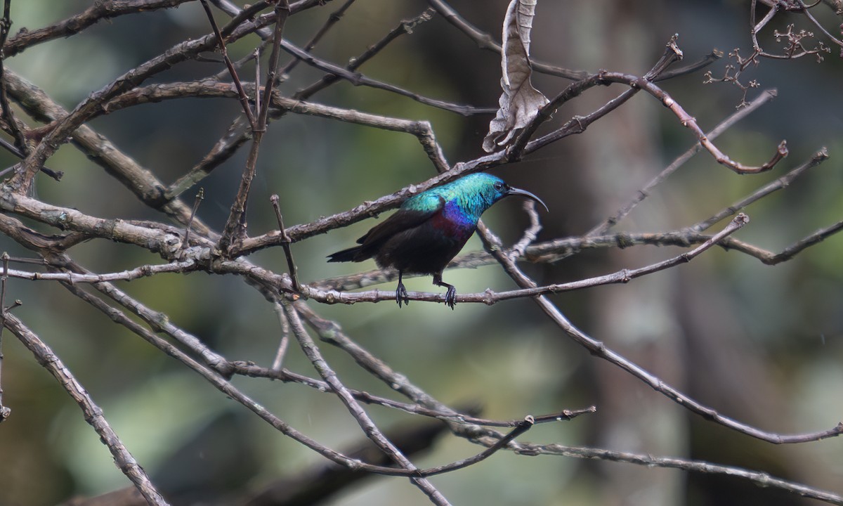 キフサタイヨウチョウ - ML640549374