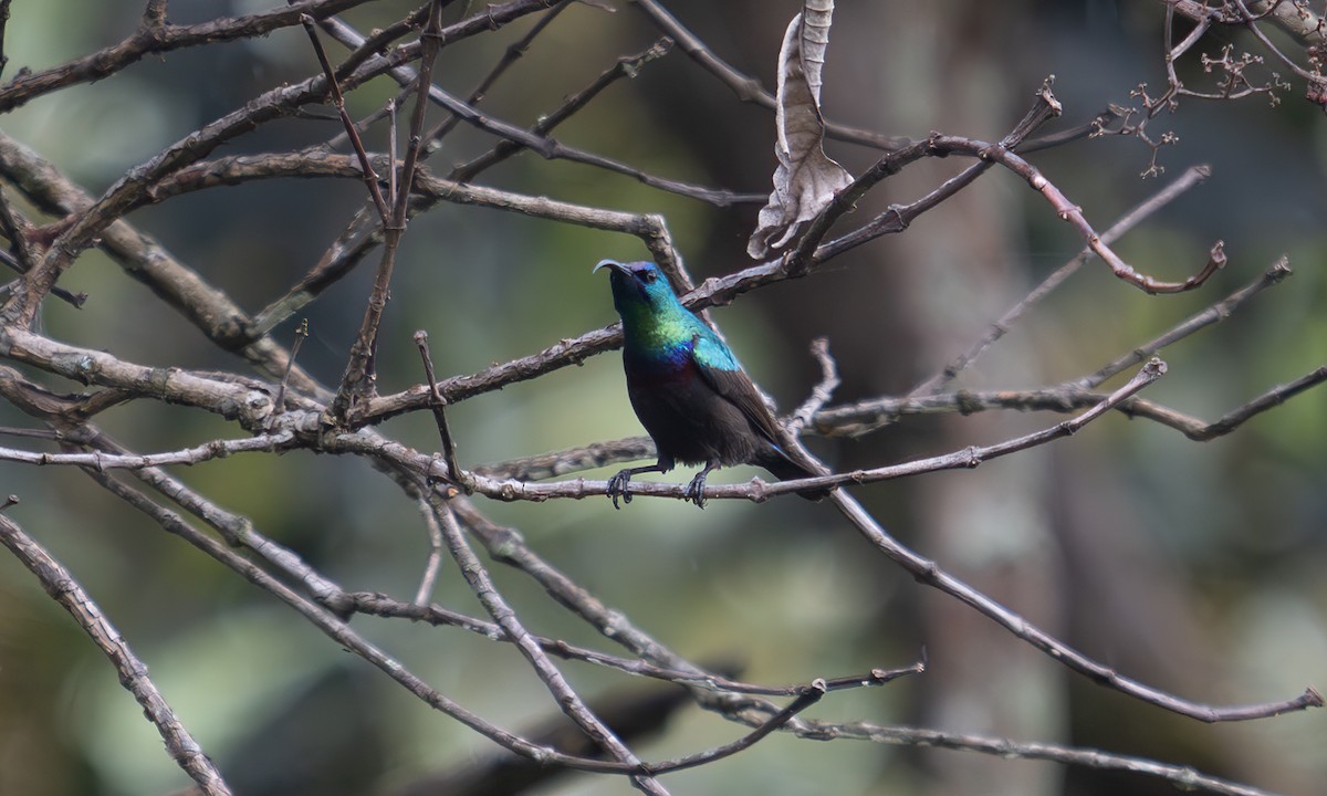 キフサタイヨウチョウ - ML640549375