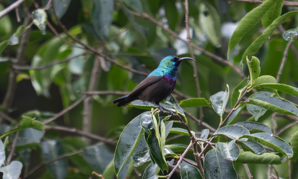 キフサタイヨウチョウ - ML640549376