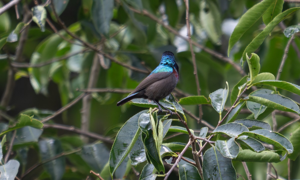 キフサタイヨウチョウ - ML640549377