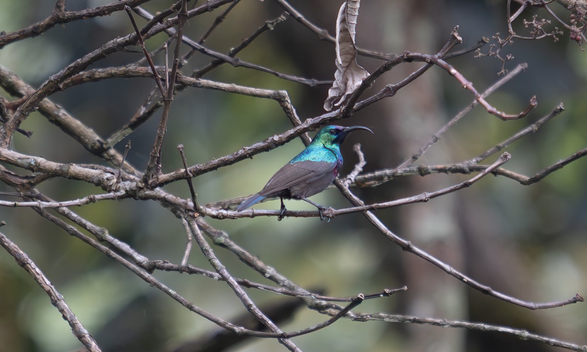 キフサタイヨウチョウ - ML640549378