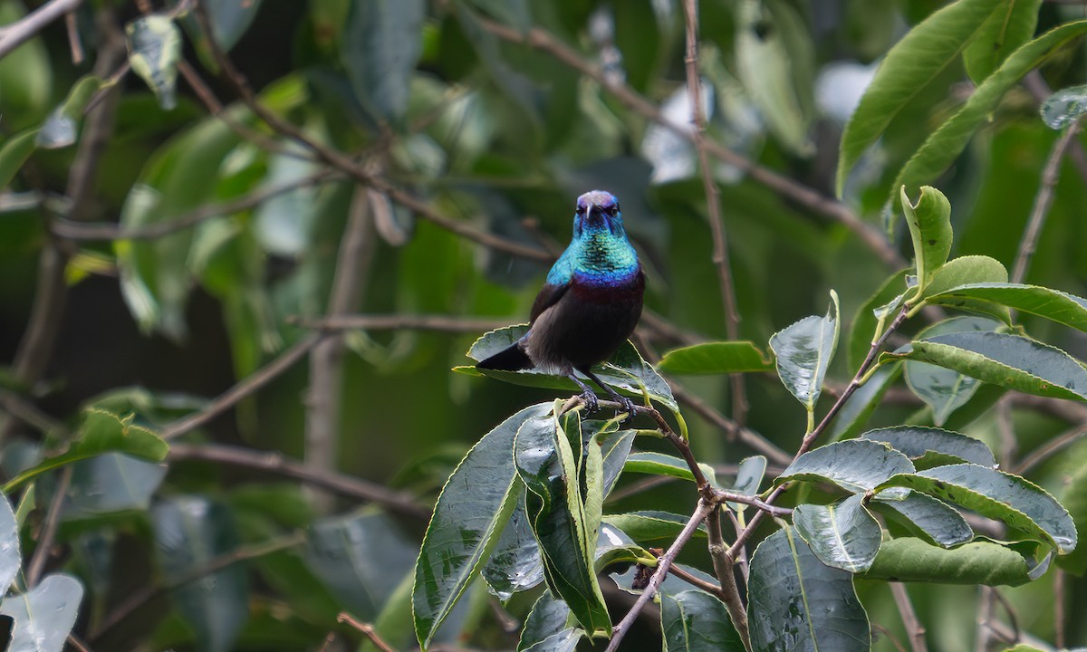 キフサタイヨウチョウ - ML640549379