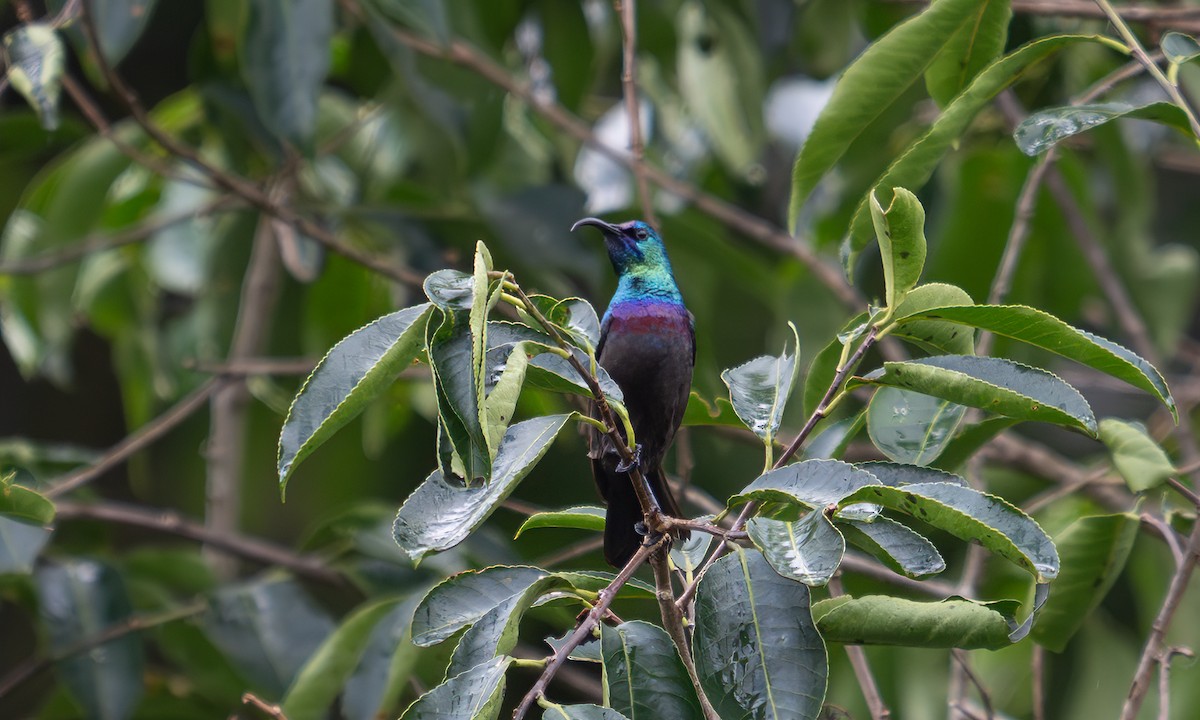 キフサタイヨウチョウ - ML640549380
