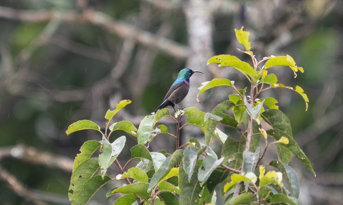 キフサタイヨウチョウ - ML640549381
