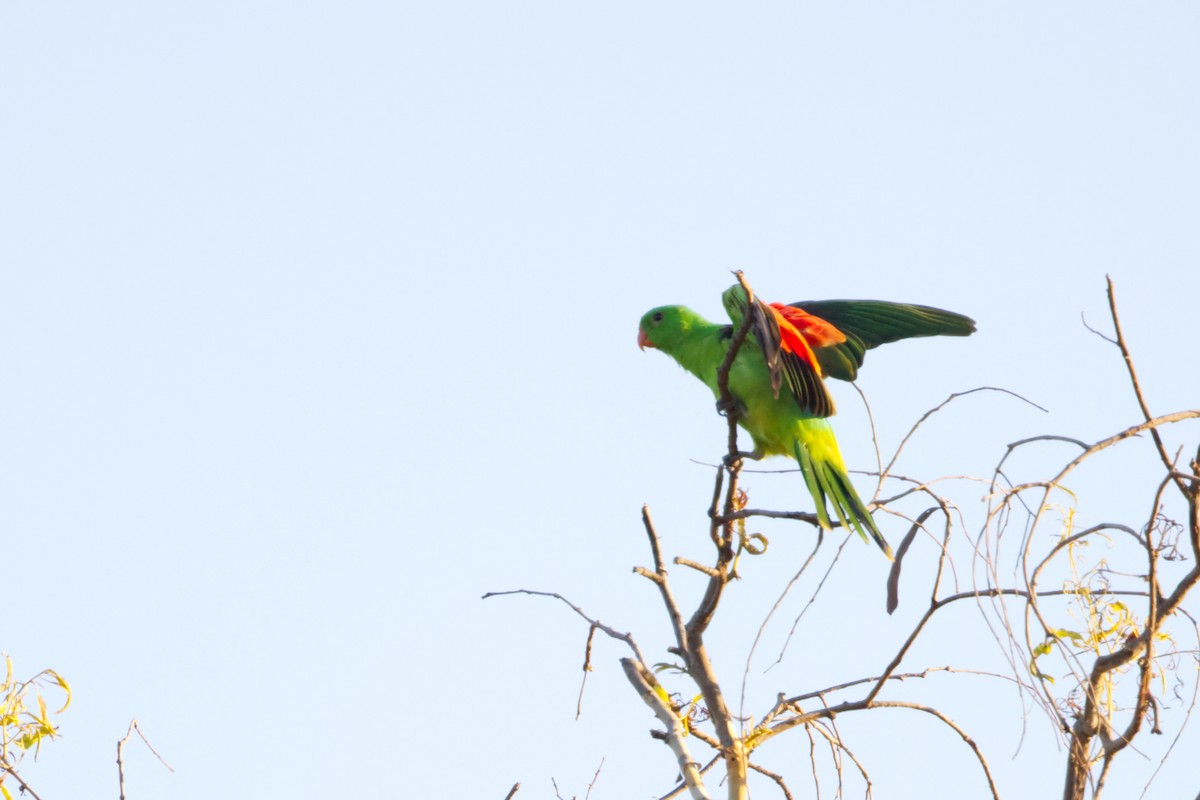 Red-winged Parrot - ML640549391
