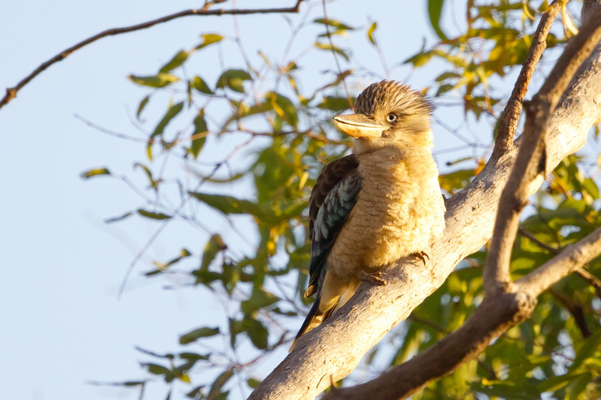 Blue-winged Kookaburra - ML640549392