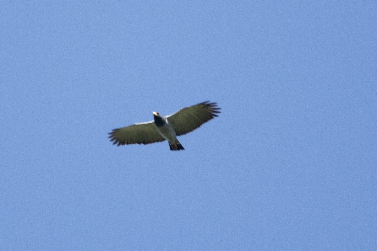 Barred Hawk - ML640549486