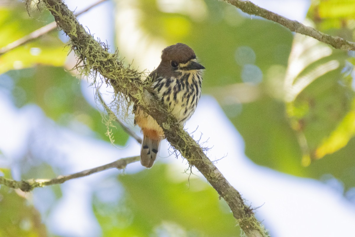 Lanceolated Monklet - ML640549519