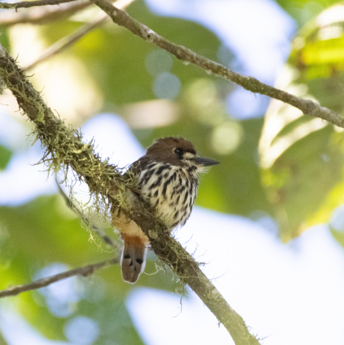 Lanceolated Monklet - ML640549520