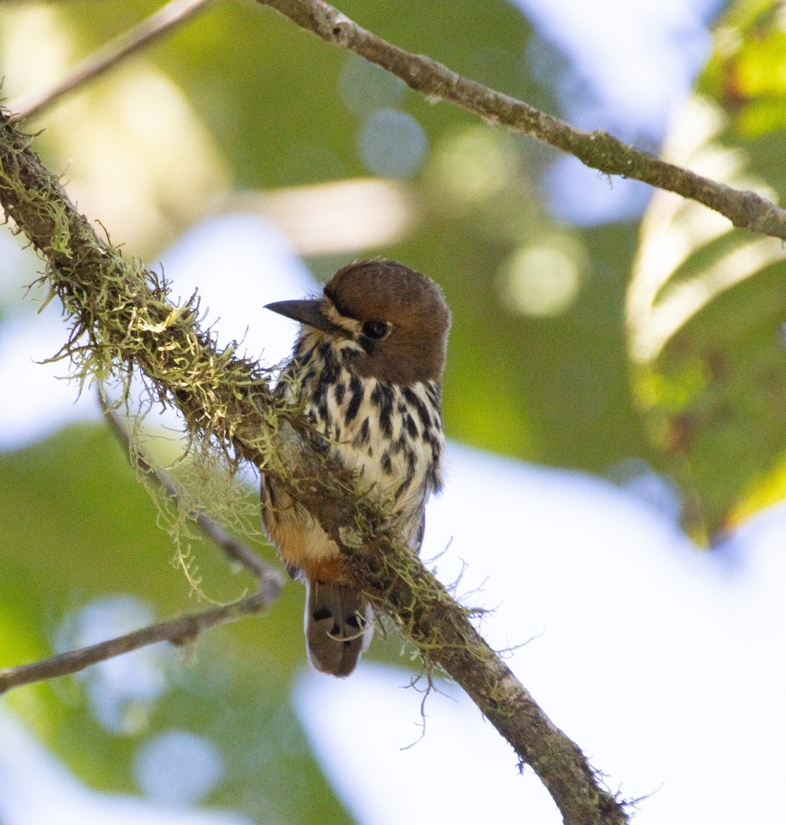 Lanceolated Monklet - ML640549521