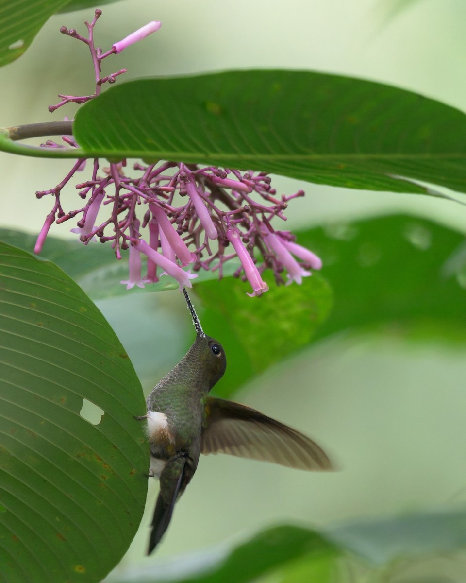 Greenish Puffleg - ML640549522