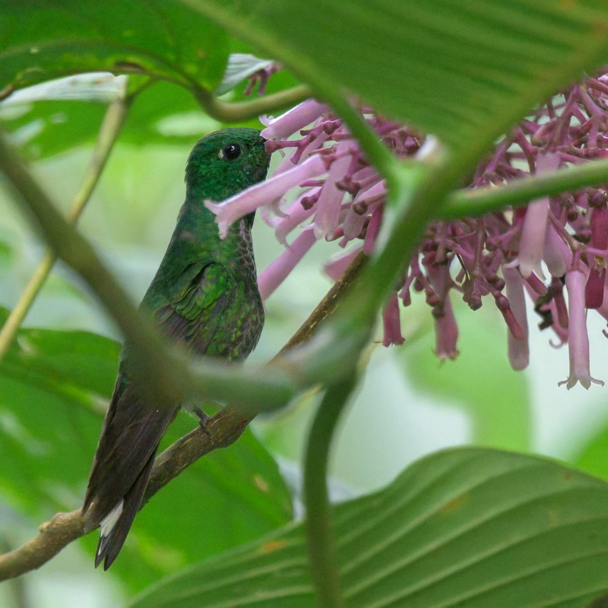 Greenish Puffleg - ML640549526