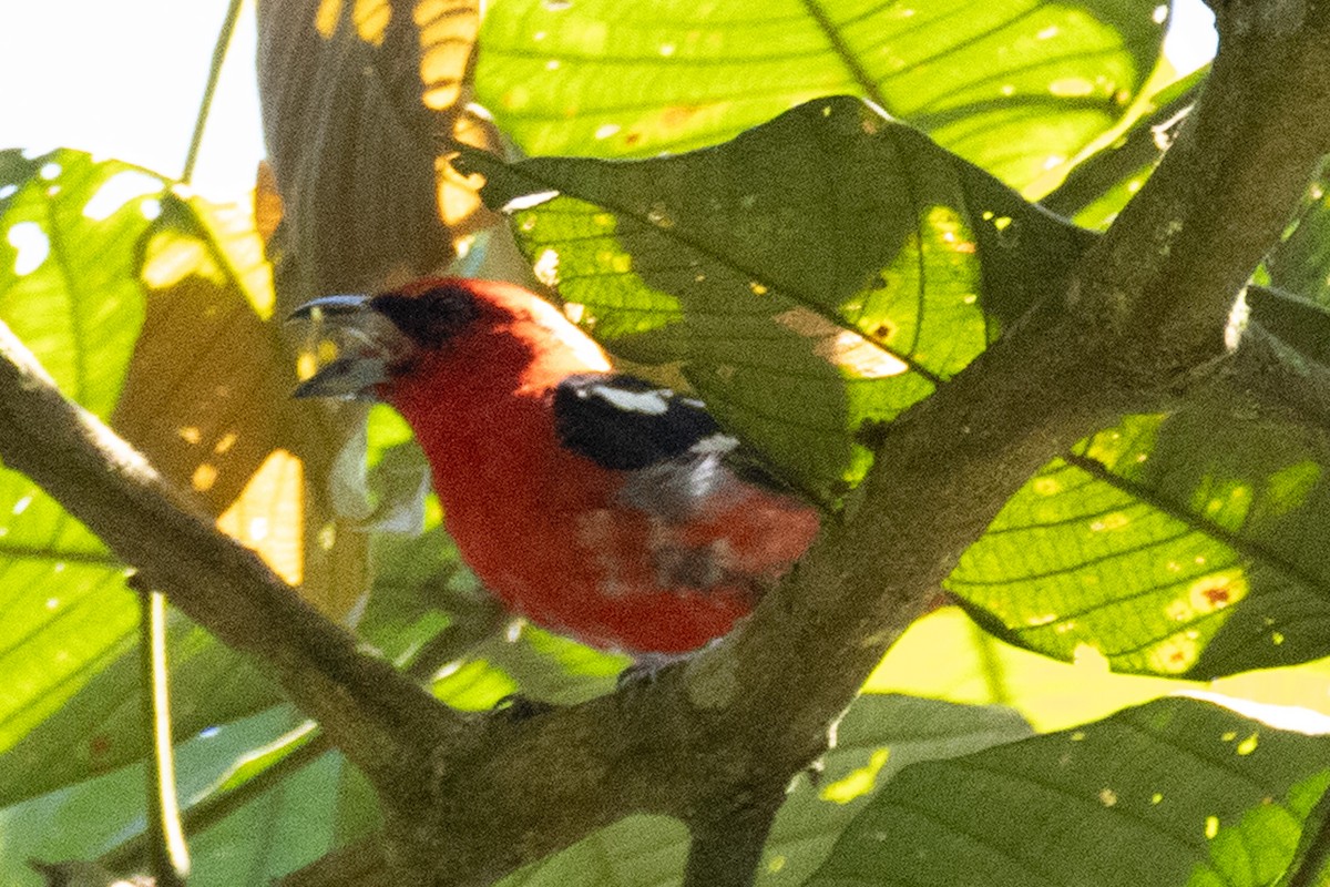 White-winged Tanager - ML640549537
