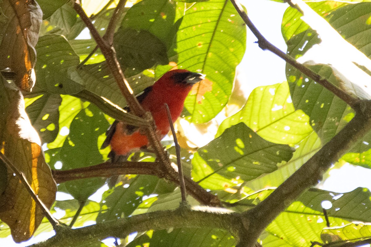 White-winged Tanager - ML640549538