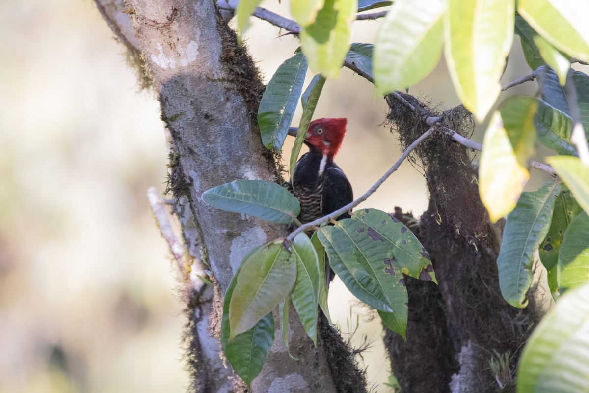 Guayaquil Woodpecker - ML640549555