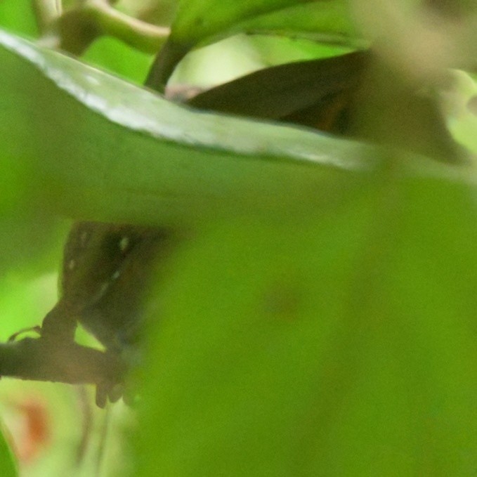 Spot-winged Antbird - ML640549568