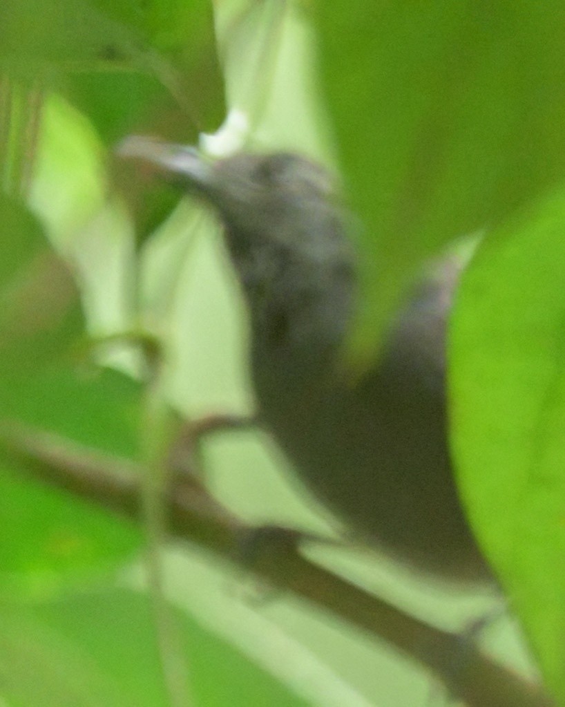Spot-winged Antbird - ML640549570