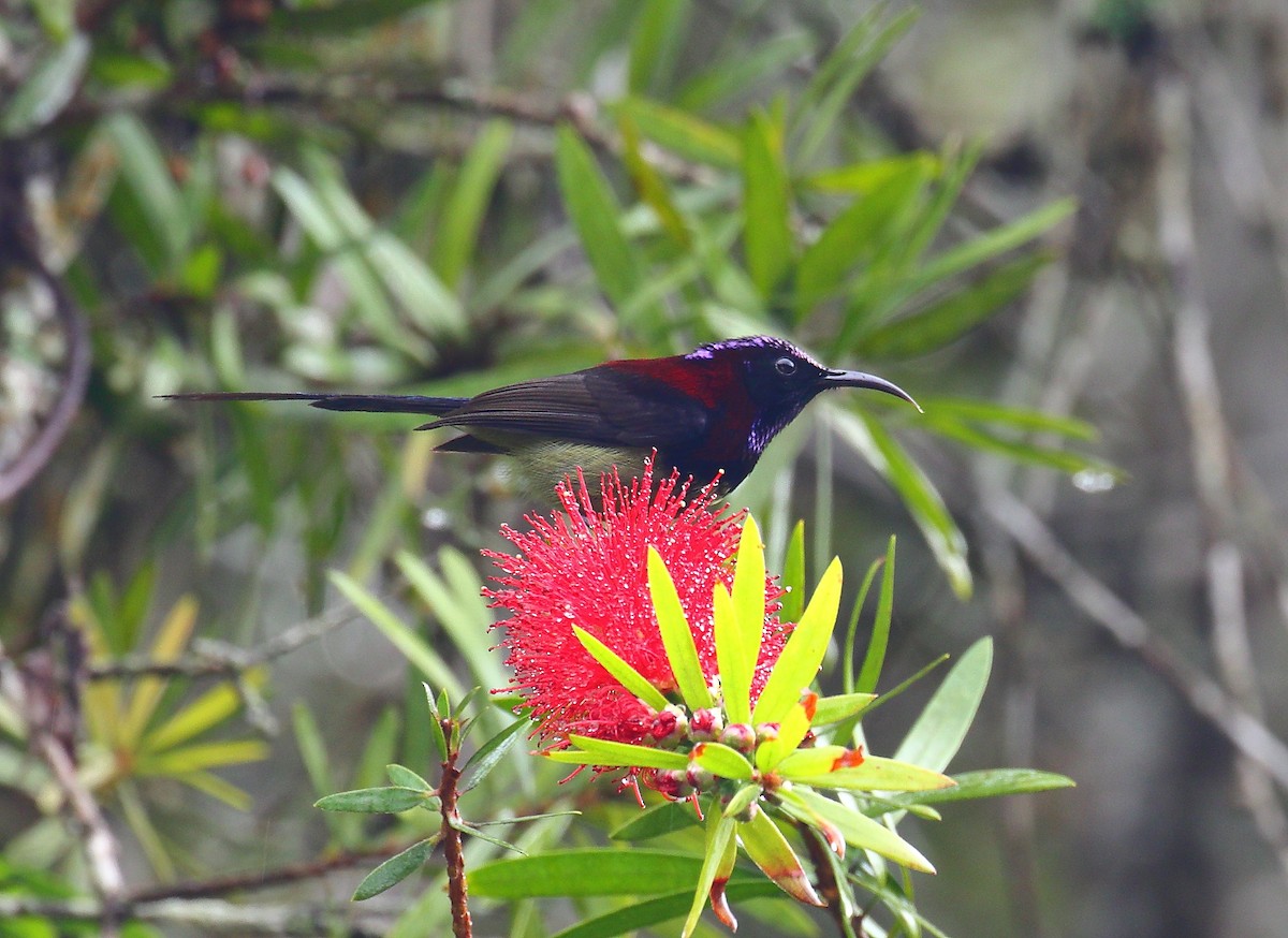 Black-throated Sunbird - ML640549637