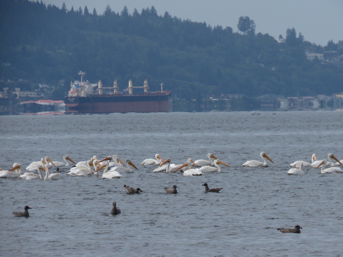 American White Pelican - ML640549645