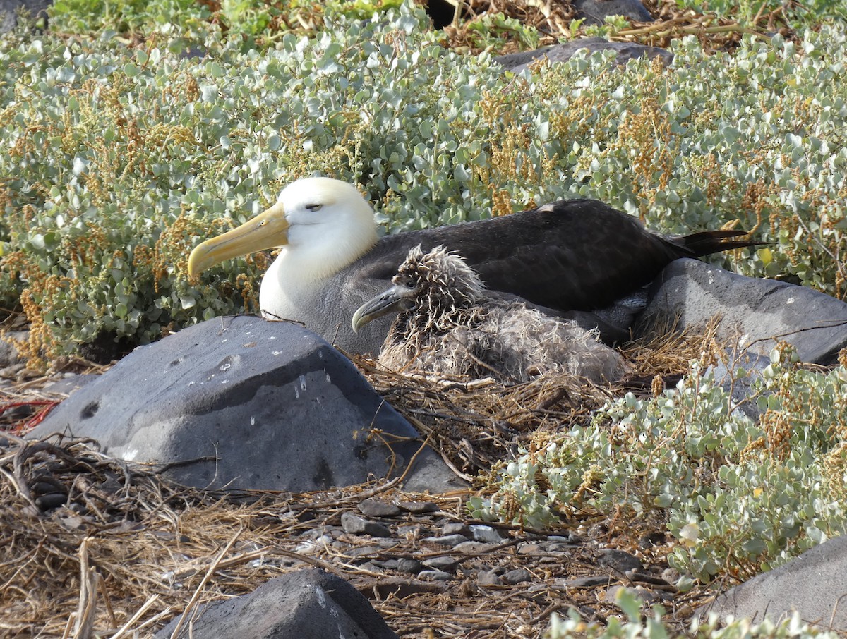 Waved Albatross - ML640549659