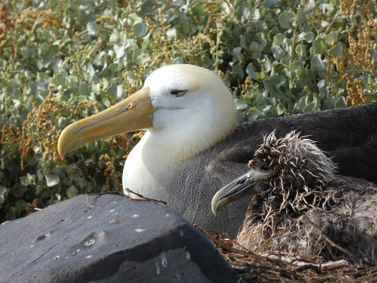 Waved Albatross - ML640549660