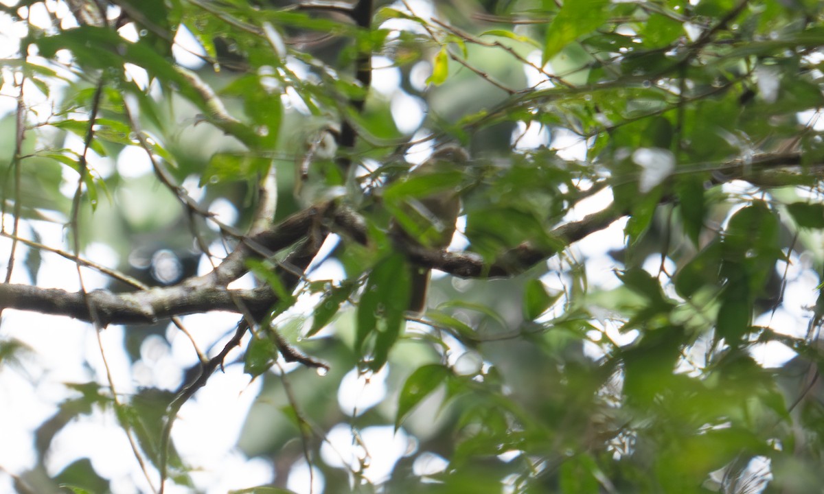 Shelley's Greenbul (Kakamega) - ML640549662