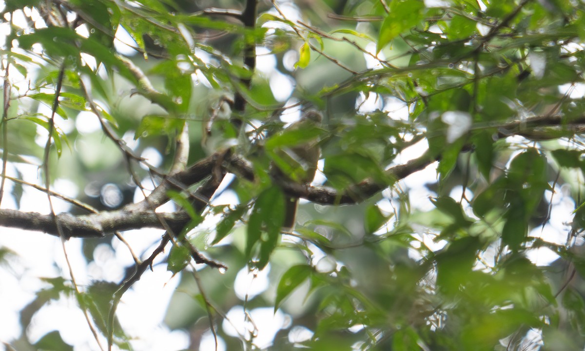 Shelley's Greenbul (Kakamega) - ML640549663