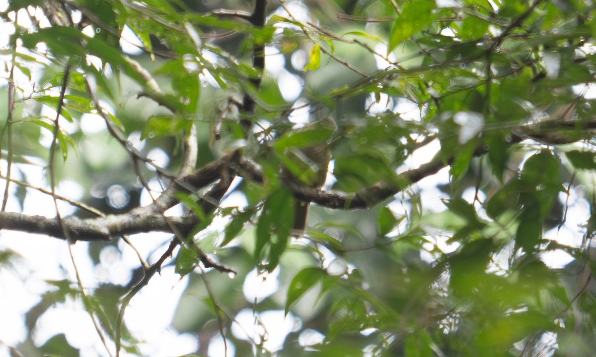 Shelley's Greenbul (Kakamega) - ML640549664