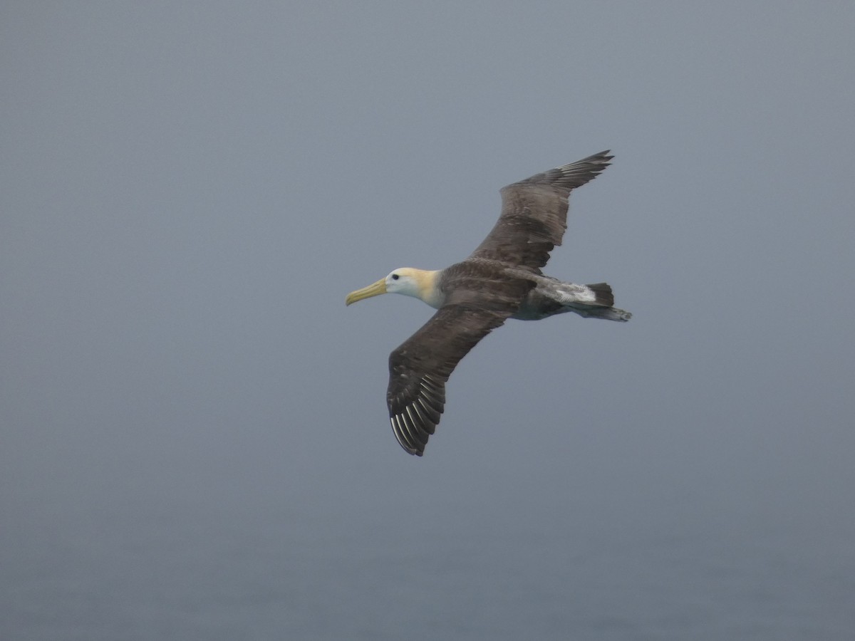 Waved Albatross - ML640549667