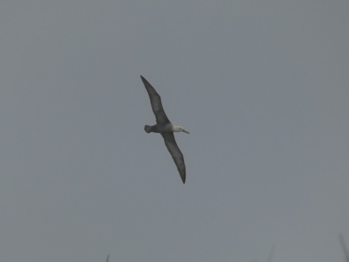 Waved Albatross - ML640549670