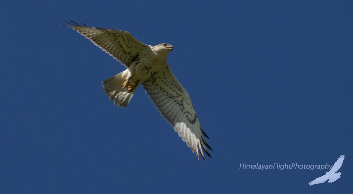 Ferruginous Hawk - ML640549674