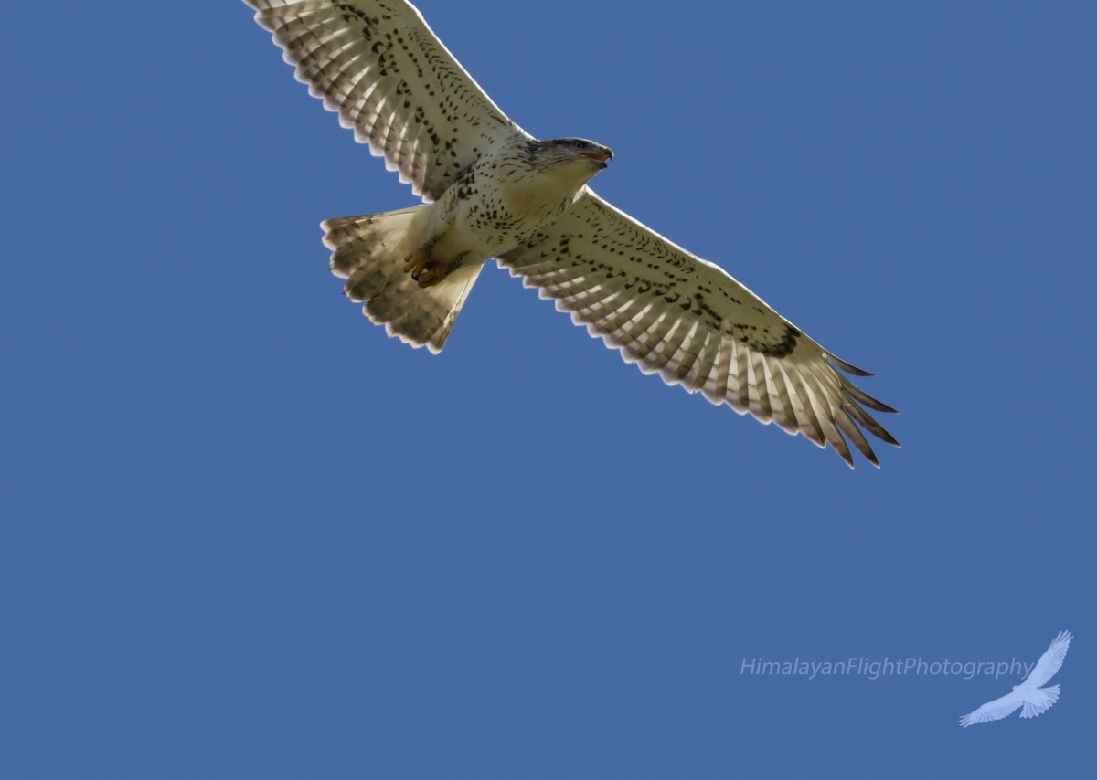 Ferruginous Hawk - ML640549678