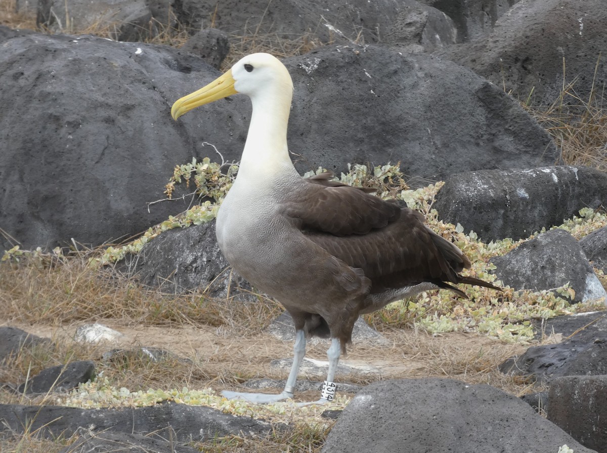 Waved Albatross - ML640549679