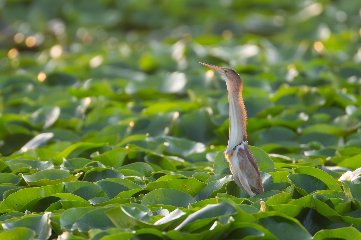 Yellow Bittern - ML640549734